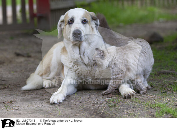 Mastin Espanol und Ragdoll / JM-07313