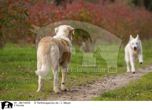 2 Hunde / 2 dogs / JM-10005