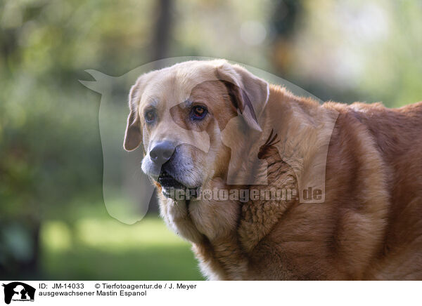 ausgewachsener Mastin Espanol / adult Mastin Espanol / JM-14033