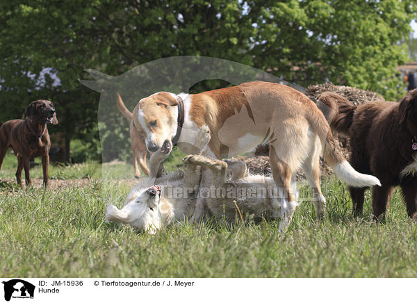 Hunde / dogs / JM-15936