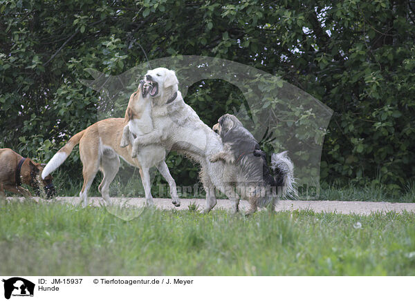 Hunde / dogs / JM-15937