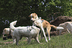 Hunde