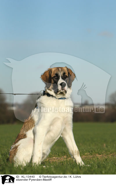 sitzender Pyrenen-Mastiff / sitting Mastin de los Pirineos / KL-13440