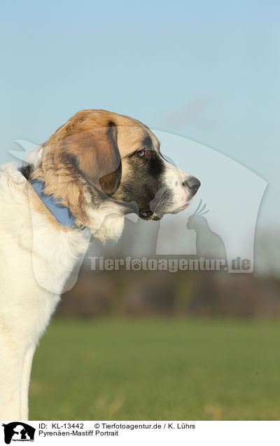 Pyrenen-Mastiff Portrait / Mastin de los Pirineos Portrait / KL-13442