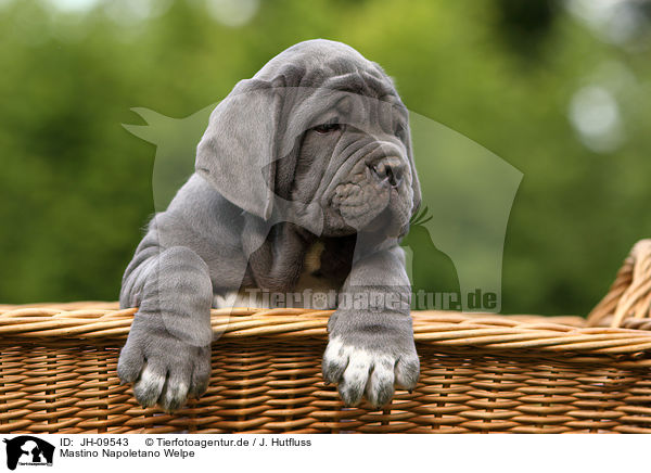 Mastino Napoletano Welpe / Mastino Napoletano Puppy / JH-09543