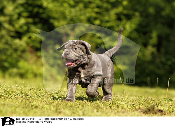 Mastino Napoletano Welpe / Mastino Napoletano Puppy / JH-09545