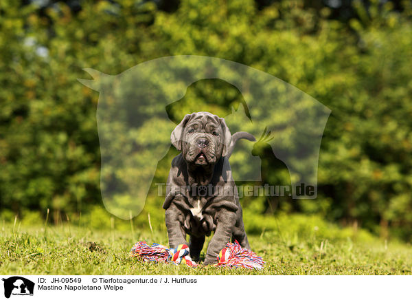 Mastino Napoletano Welpe / JH-09549