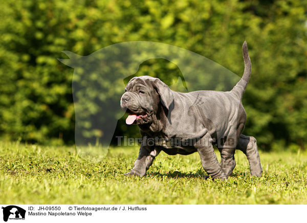 Mastino Napoletano Welpe / Mastino Napoletano Puppy / JH-09550