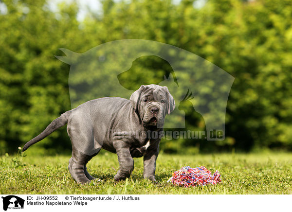 Mastino Napoletano Welpe / Mastino Napoletano Puppy / JH-09552