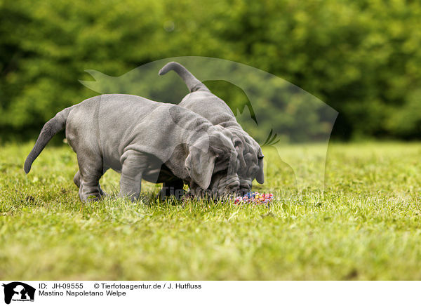 Mastino Napoletano Welpe / Mastino Napoletano Puppy / JH-09555