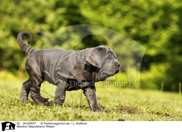 Mastino Napoletano Welpe / Mastino Napoletano Puppy / JH-09557