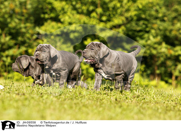 Mastino Napoletano Welpen / Mastino Napoletano Puppies / JH-09558