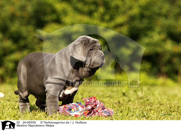 Mastino Napoletano Welpe / Mastino Napoletano Puppy / JH-09559