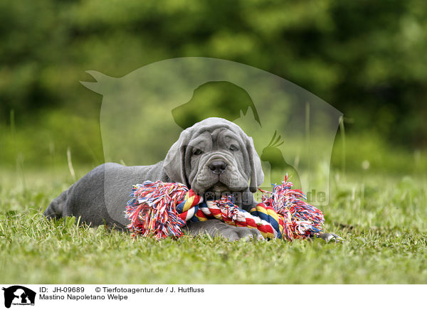 Mastino Napoletano Welpe / Mastino Napoletano Puppy / JH-09689