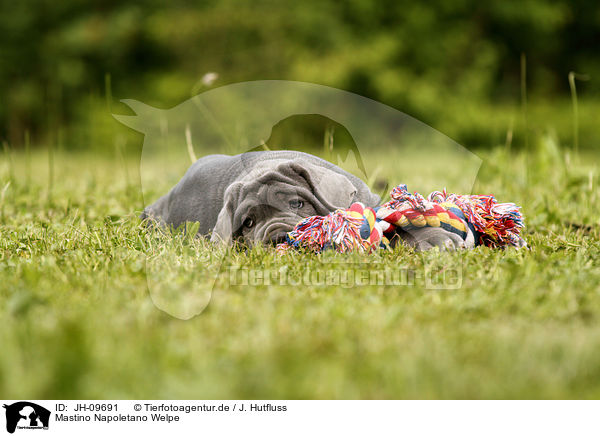 Mastino Napoletano Welpe / Mastino Napoletano Puppy / JH-09691