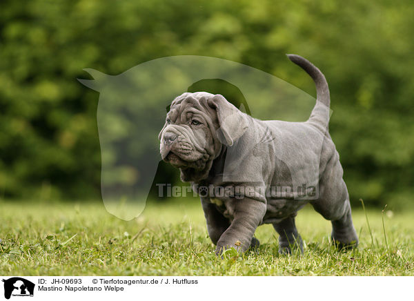 Mastino Napoletano Welpe / Mastino Napoletano Puppy / JH-09693