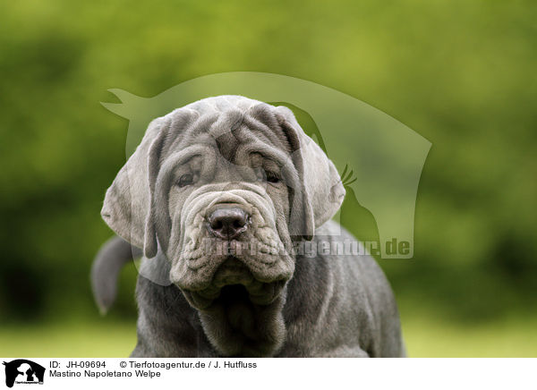Mastino Napoletano Welpe / Mastino Napoletano Puppy / JH-09694
