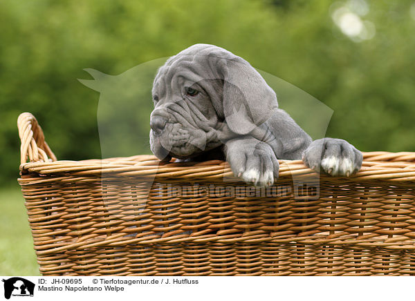 Mastino Napoletano Welpe / JH-09695