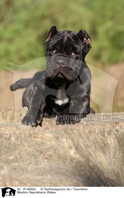 Mastino Napoletano Welpe / Neapolitan Mastiff dog puppy / IF-06882
