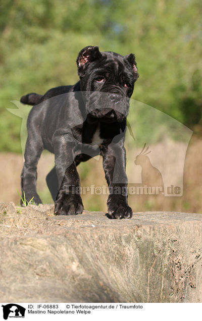 Mastino Napoletano Welpe / Neapolitan Mastiff dog puppy / IF-06883