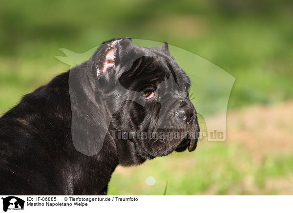 Mastino Napoletano Welpe / Neapolitan Mastiff dog puppy / IF-06885