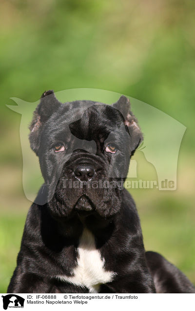 Mastino Napoletano Welpe / IF-06888