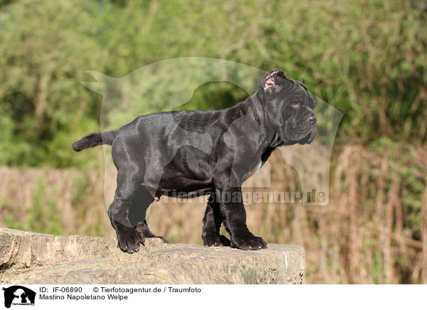 Mastino Napoletano Welpe / Neapolitan Mastiff dog puppy / IF-06890