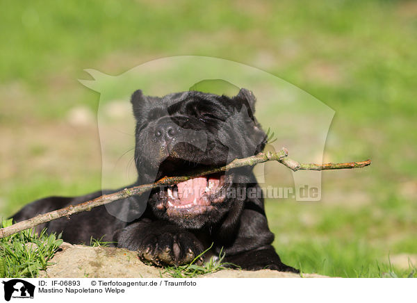 Mastino Napoletano Welpe / Neapolitan Mastiff dog puppy / IF-06893