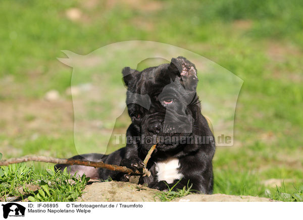 Mastino Napoletano Welpe / Neapolitan Mastiff dog puppy / IF-06895