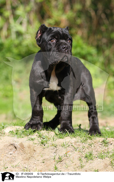 Mastino Napoletano Welpe / Neapolitan Mastiff dog puppy / IF-06909