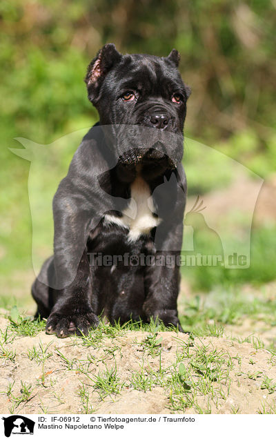 Mastino Napoletano Welpe / Neapolitan Mastiff dog puppy / IF-06912