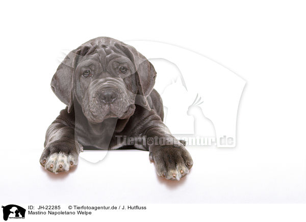 Mastino Napoletano Welpe / Mastino Napoletano Puppy / JH-22285