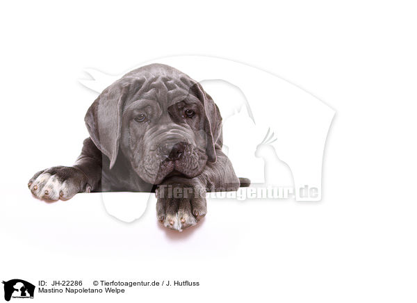 Mastino Napoletano Welpe / JH-22286