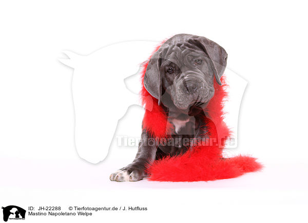 Mastino Napoletano Welpe / Mastino Napoletano Puppy / JH-22288