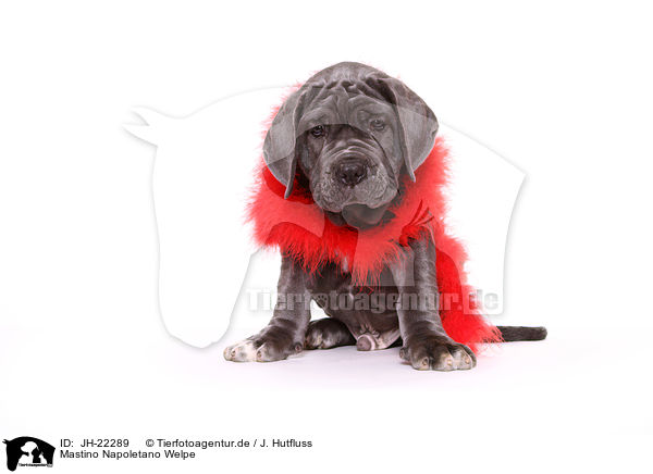 Mastino Napoletano Welpe / Mastino Napoletano Puppy / JH-22289