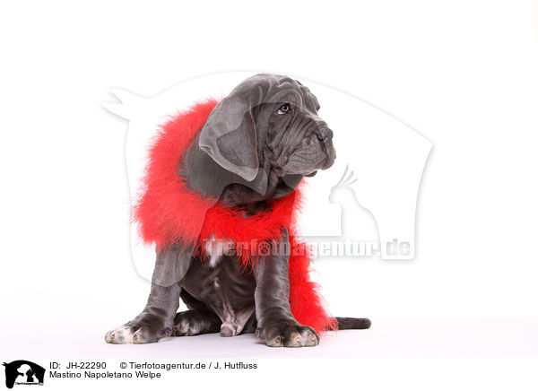 Mastino Napoletano Welpe / JH-22290