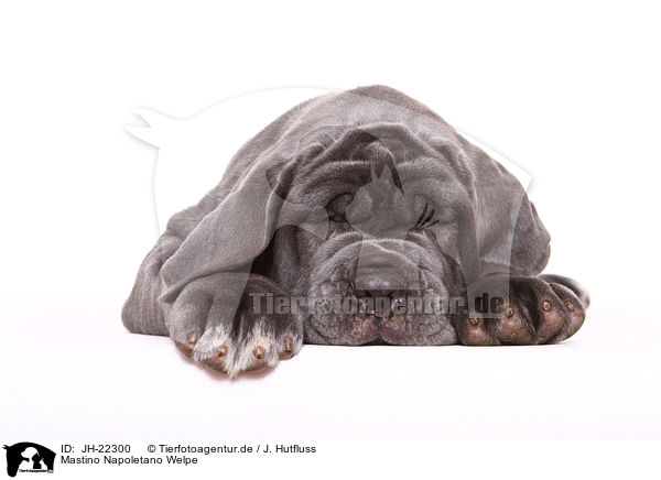 Mastino Napoletano Welpe / Mastino Napoletano Puppy / JH-22300