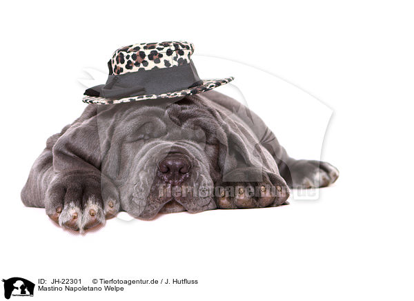 Mastino Napoletano Welpe / JH-22301