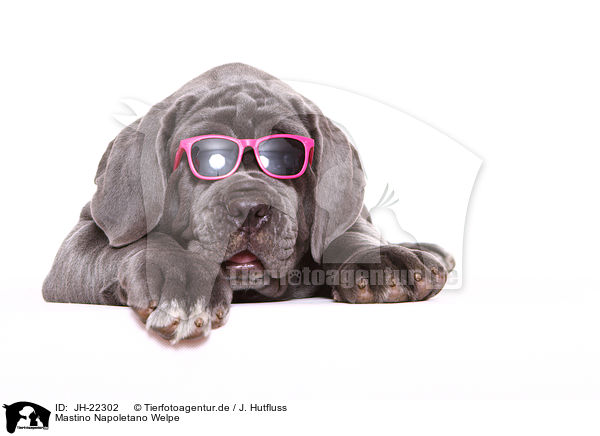 Mastino Napoletano Welpe / Mastino Napoletano Puppy / JH-22302