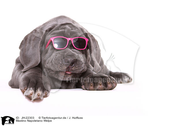 Mastino Napoletano Welpe / Mastino Napoletano Puppy / JH-22303