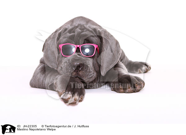 Mastino Napoletano Welpe / JH-22305