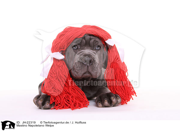 Mastino Napoletano Welpe / Mastino Napoletano Puppy / JH-22319