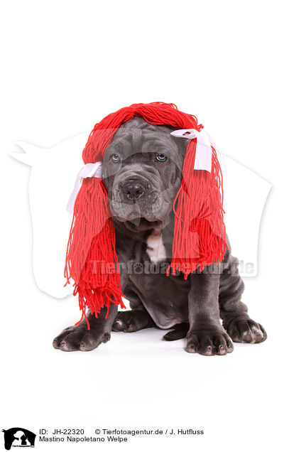 Mastino Napoletano Welpe / Mastino Napoletano Puppy / JH-22320