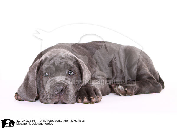 Mastino Napoletano Welpe / JH-22324