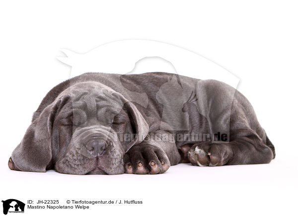 Mastino Napoletano Welpe / Mastino Napoletano Puppy / JH-22325