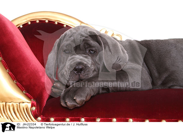 Mastino Napoletano Welpe / JH-22334