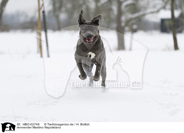 rennender Mastino Napoletano / running Mastino Napoletan / HBO-02749