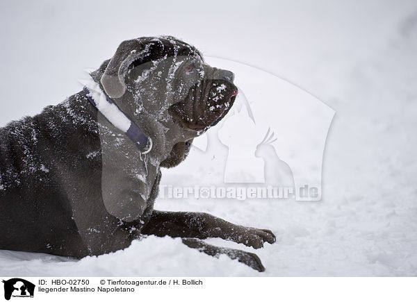 liegender Mastino Napoletano / HBO-02750