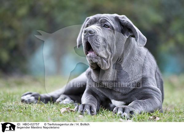 liegender Mastino Napoletano / HBO-02757