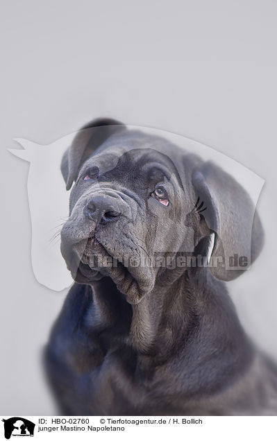 junger Mastino Napoletano / young Mastino Napoletano / HBO-02760